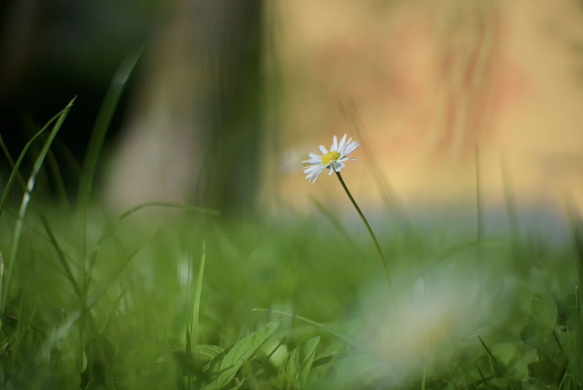 The Solitary Daisy