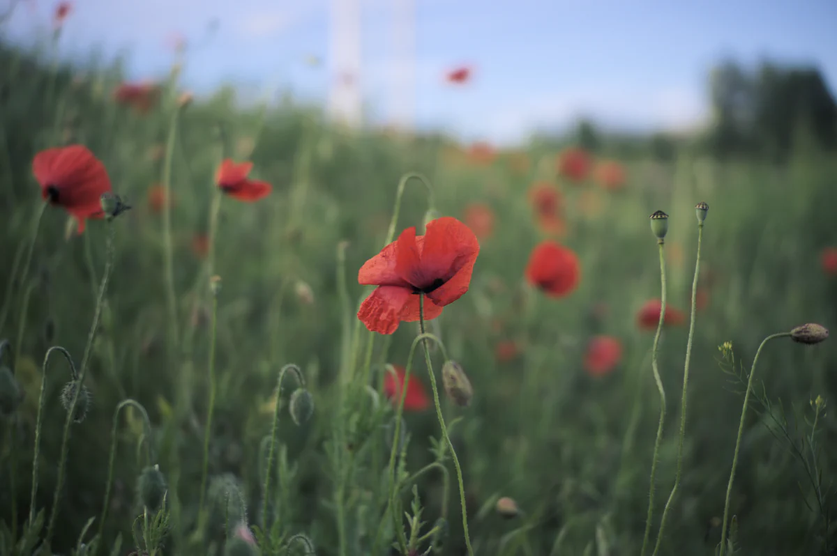 The Solitary Poppy