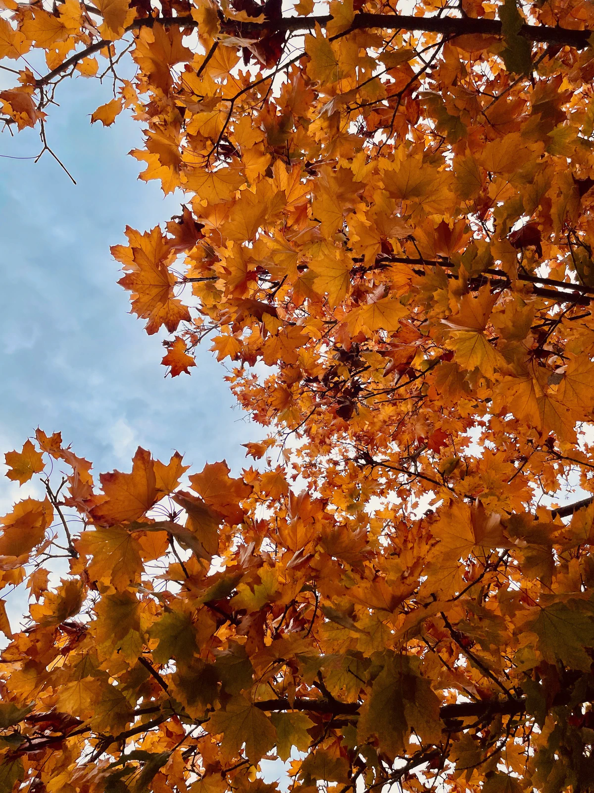 Canopy of Amber
