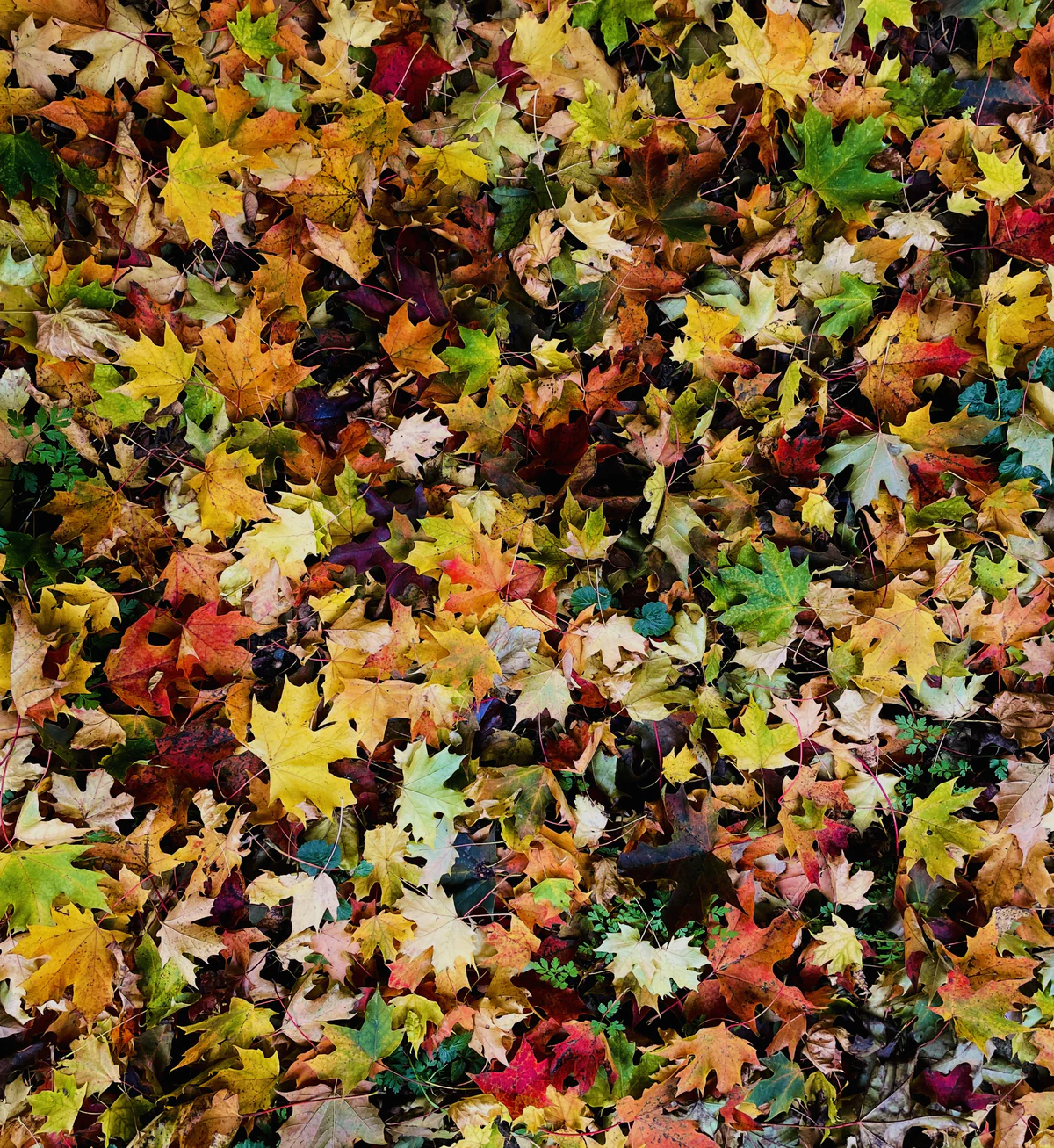 Mosaic of the Fall