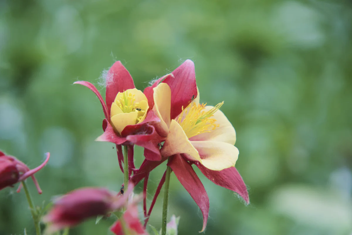 Crimson and Gold Columbine